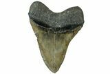Serrated, Fossil Megalodon Tooth - North Carolina #311100-2